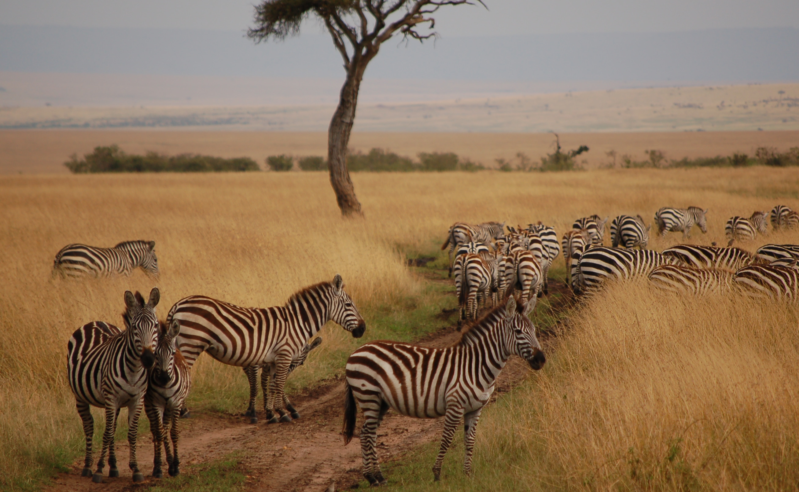 safari in the masai mara