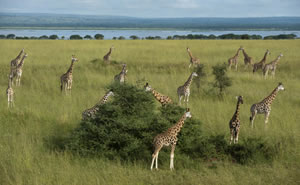 Giraffes safari in Uganda